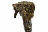 Fossil Woolly Mammoth Lower M Molar - Poland #337188-1